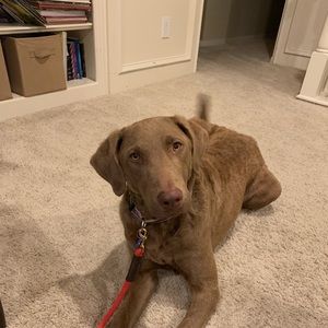 Meet your Posher, Elise